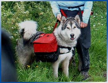 pack